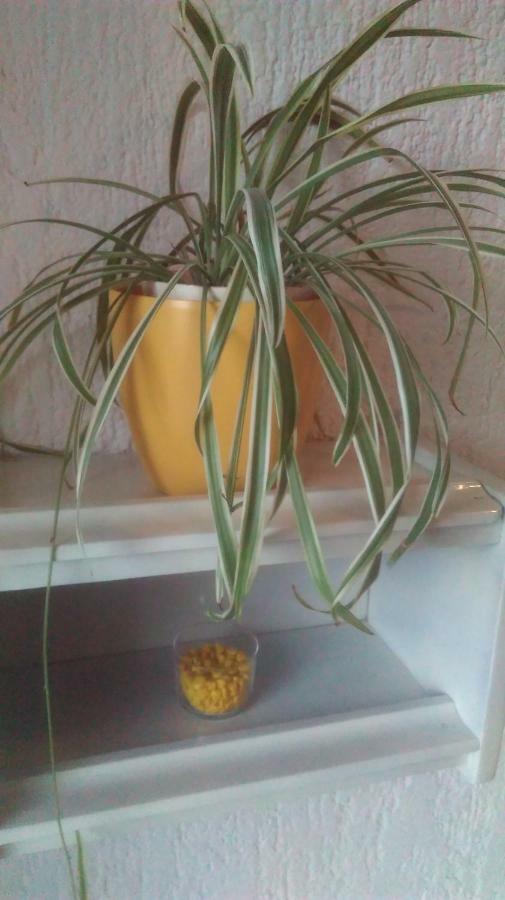 Apartman Lori Novi Vinodolski Luaran gambar